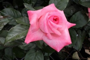 FRAGONARD (hybrid tea)